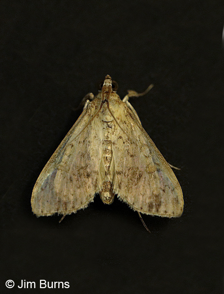 Bougainvillea Caterpillar Moth, very worn individual,  Arizona